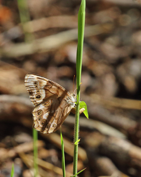 Southern Pearly-Eye 
Ovipositing